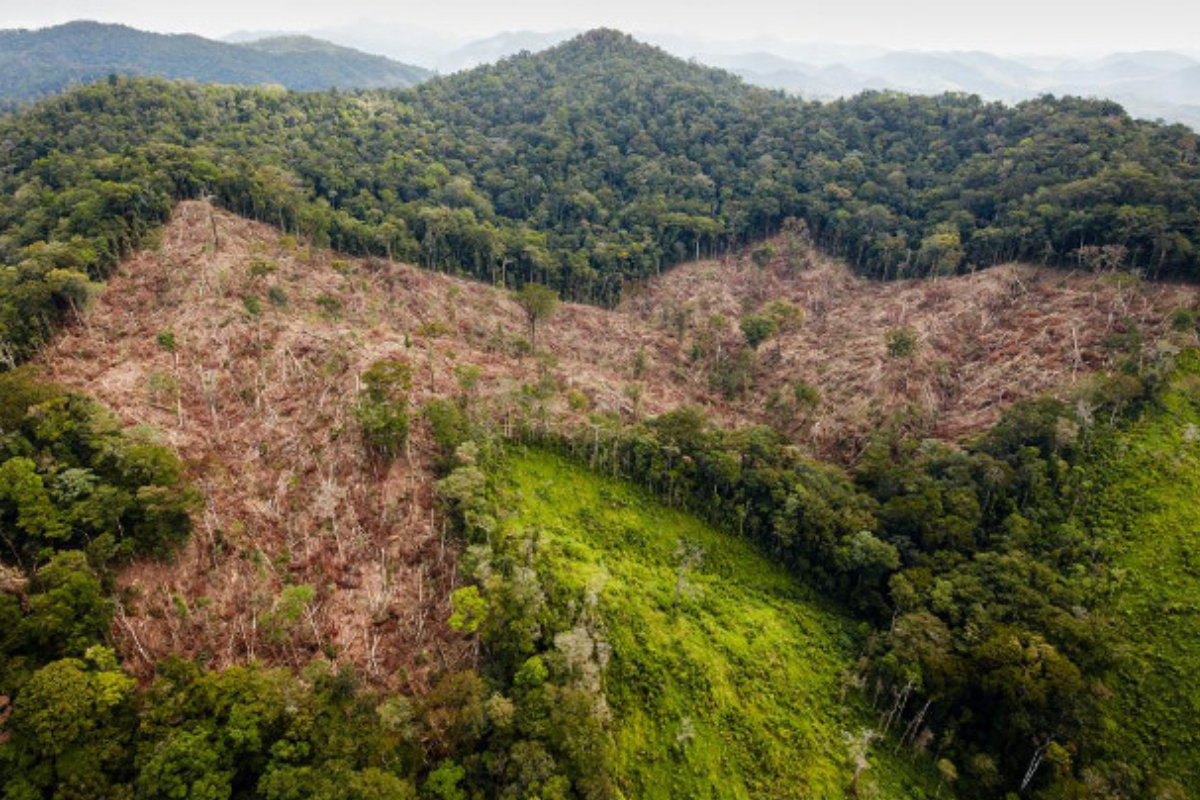 Deforestación y seguridad nacional en Honduras