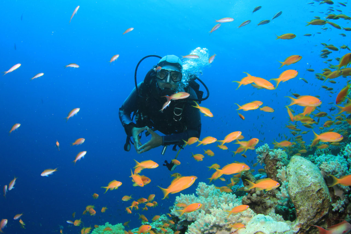 Biodiversidad marina hondureña más allá del arrecife