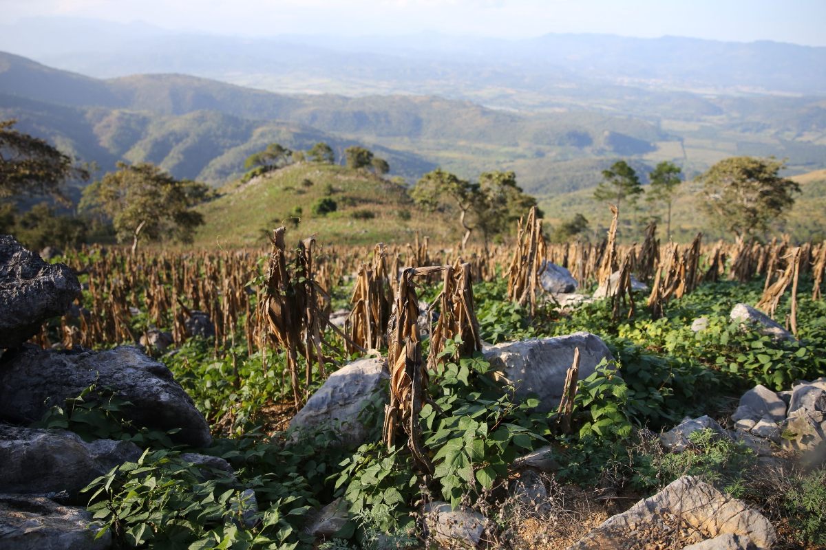 Cómo adaptar las ciudades de Honduras al cambio climático